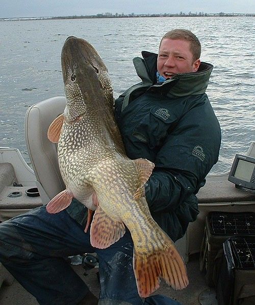 Record northern pike story lives on  Duck Duck Gray Duck