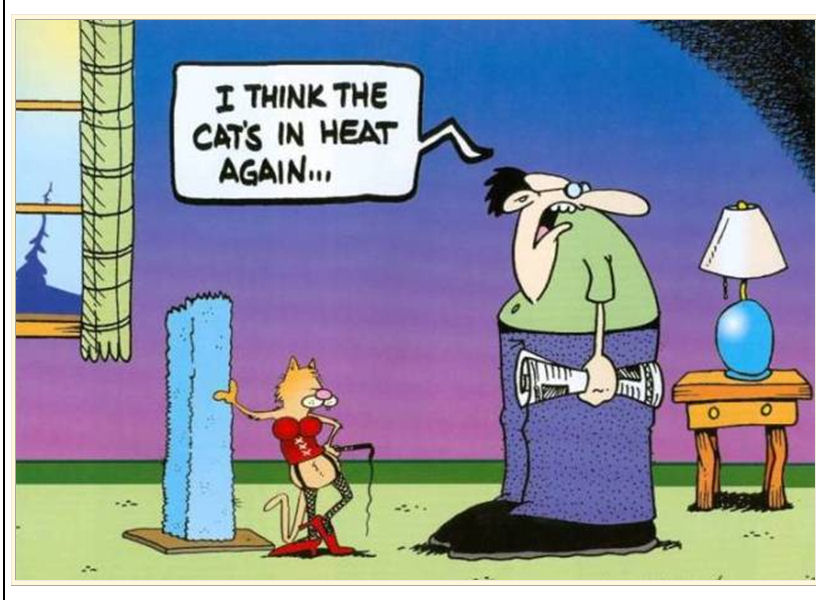cartoon-cat-in-heat.jpg